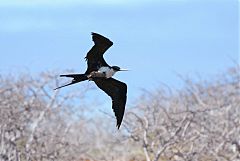 Great Frigatebird